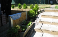 backyard landscaping- stairs, plants