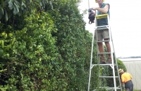Large Hedge & Clean Up