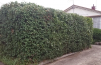 after neater hedge 1