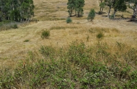 Large area overgrown